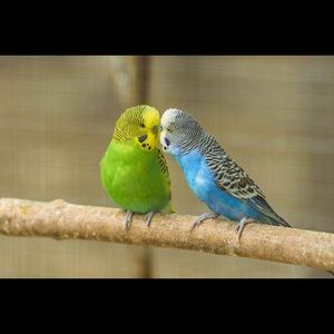 Meet your Posher, Nadia